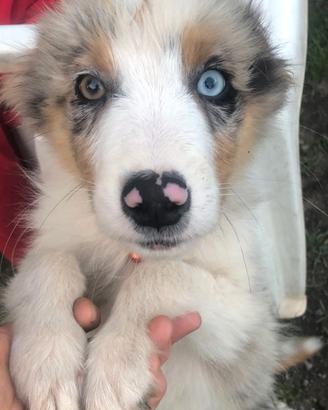 Australian Shepherd cucciolo Pastore Australiano