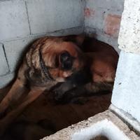 Cuccioli di pastore belga malions