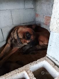 Cuccioli di pastore belga malions