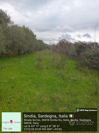 Oliveto agro di Sindia