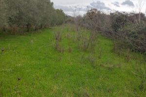 Oliveto agro di Sindia