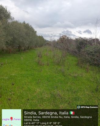 Oliveto agro di Sindia