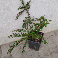 Pianta da siepe a caduta con bacche rosse