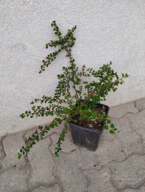 Pianta da siepe a caduta con bacche rosse