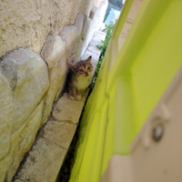 2 dolcissimi gattini