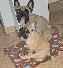 Cucciola di Bulldog francese