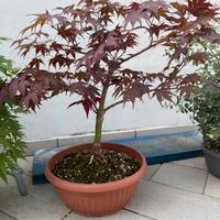 pre bonsai acero rosso