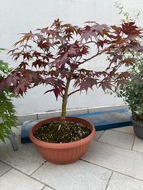 pre bonsai acero rosso
