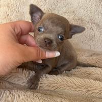 Chihuahua mini