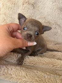 Chihuahua mini