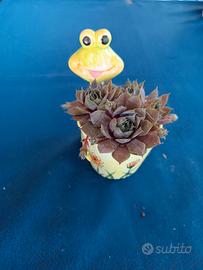 piante grasse nel vasetto di ceramica 