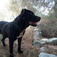 Stallone Amstaff Monta Accoppiamento