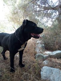 Stallone Amstaff Monta Accoppiamento