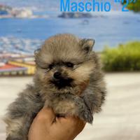 Spitz di Pomerania toy