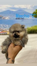 Spitz di Pomerania toy