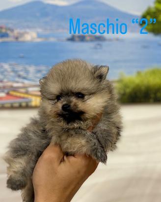 Spitz di Pomerania toy