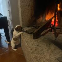 Jack russel terrier vendita