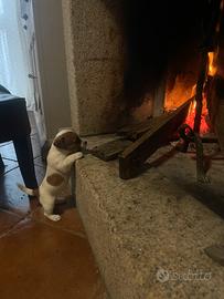 Jack russel terrier vendita