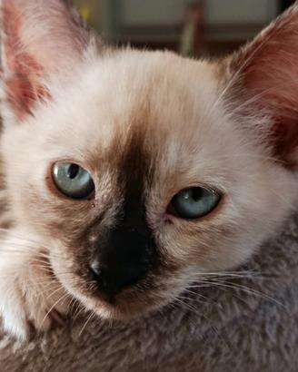 Siamese THAI