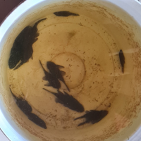 Coppie ancistrus sp pulitori