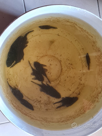 Coppie ancistrus sp pulitori