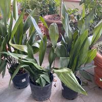 Aspidistra