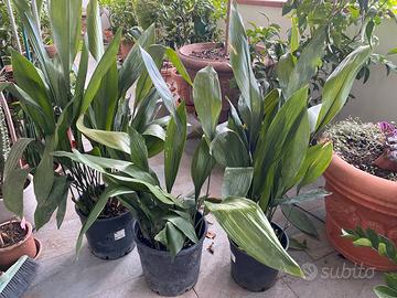 Aspidistra