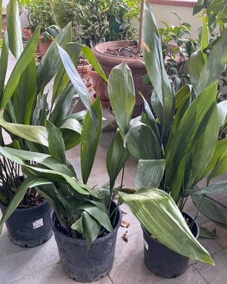Aspidistra