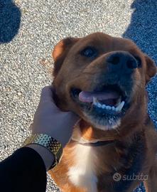 Incrocio di Rottweiler e Pastore Tedesco