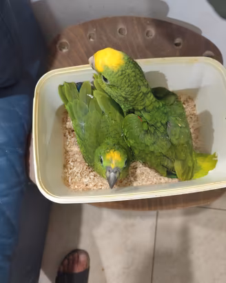 Animali