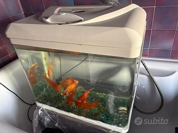 Acquario Billy 45 litri