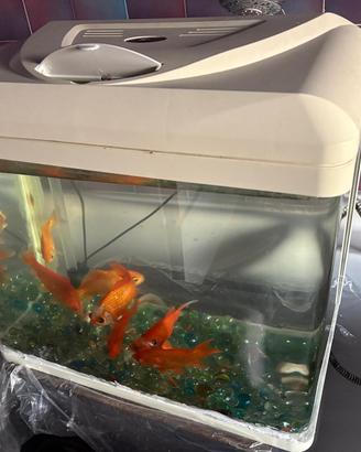 Acquario Billy 45 litri