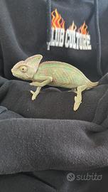 Camaleonte più terrario