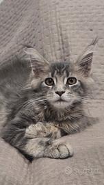 Maine coon femminuccia 3 mesi vaccinata
