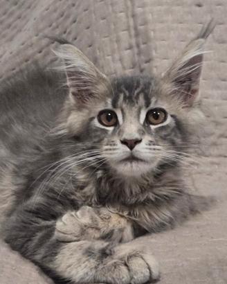 Maine coon femminuccia 3 mesi vaccinata