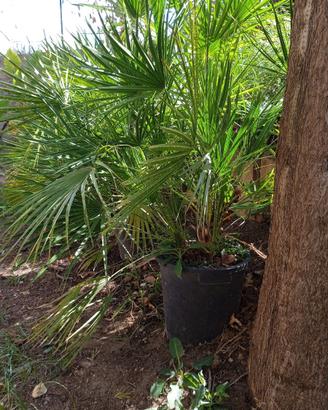 Palma cinese a ventaglio