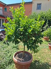 alberi di limoni,arancia pesca,mela