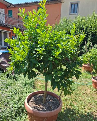 alberi di limoni,arancia pesca,mela