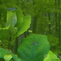 Avannotti di guppy pesci pesciolini