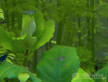 Avannotti di guppy pesci pesciolini