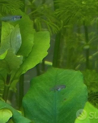 Avannotti di guppy pesci pesciolini