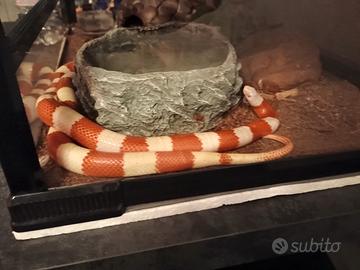 Serpente del latte falso corallo albino