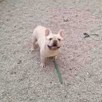 Bouldogue francese esotico