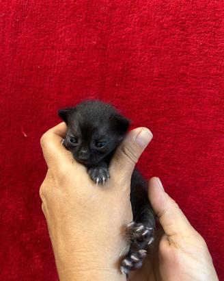 gattino nero