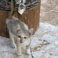Cucciolo di gatto