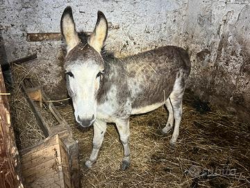 Asino maschio intero