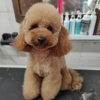 Barboncino toy ACCOPPIAMENTO