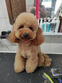 Barboncino toy ACCOPPIAMENTO