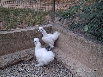 moroseta bianche