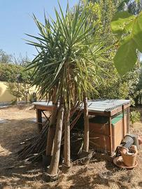 Piante Yucca in vaso